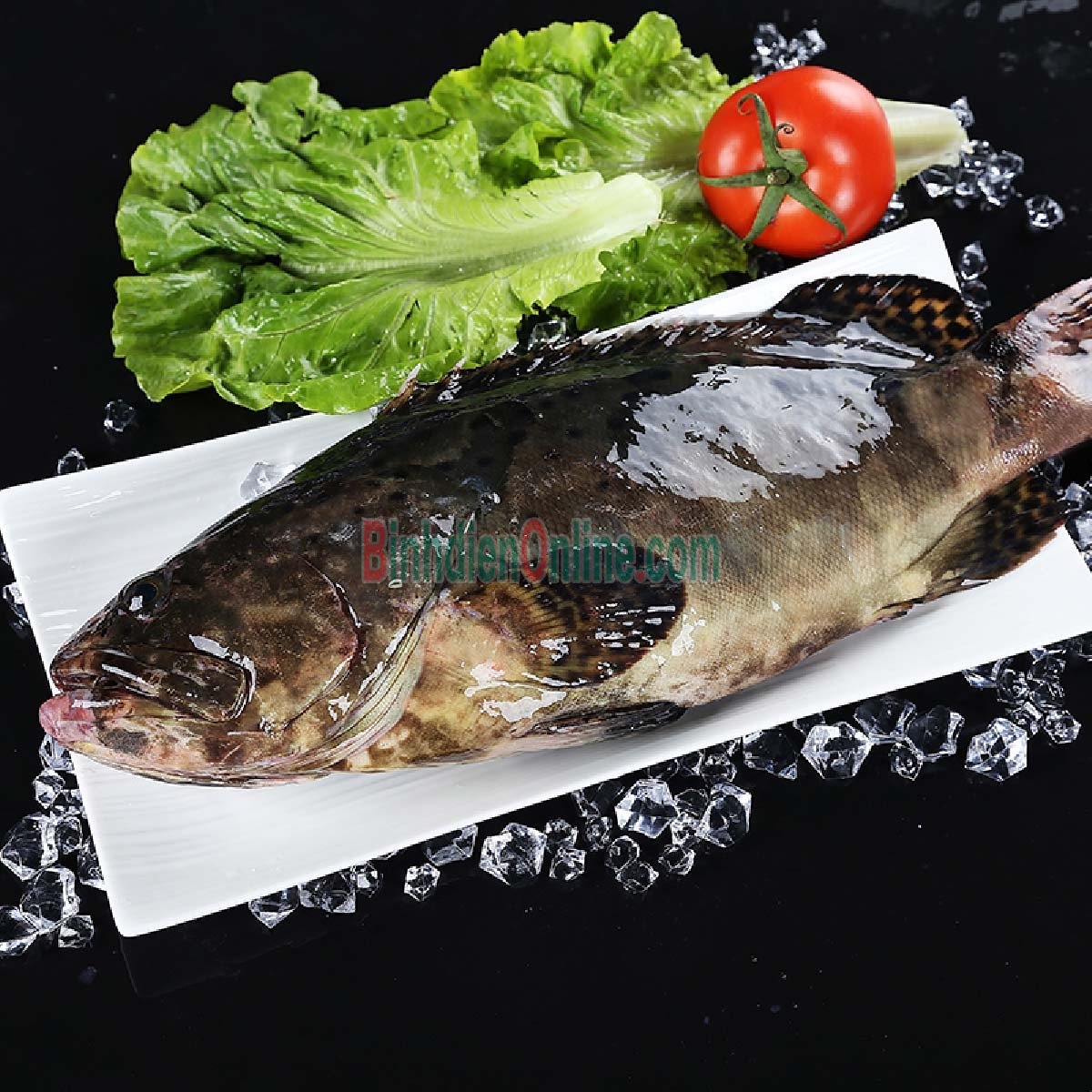Cá mú bông loại 1 đã làm sạch 1,4-1,6 kg/con Xuất xứ Bình Thuận