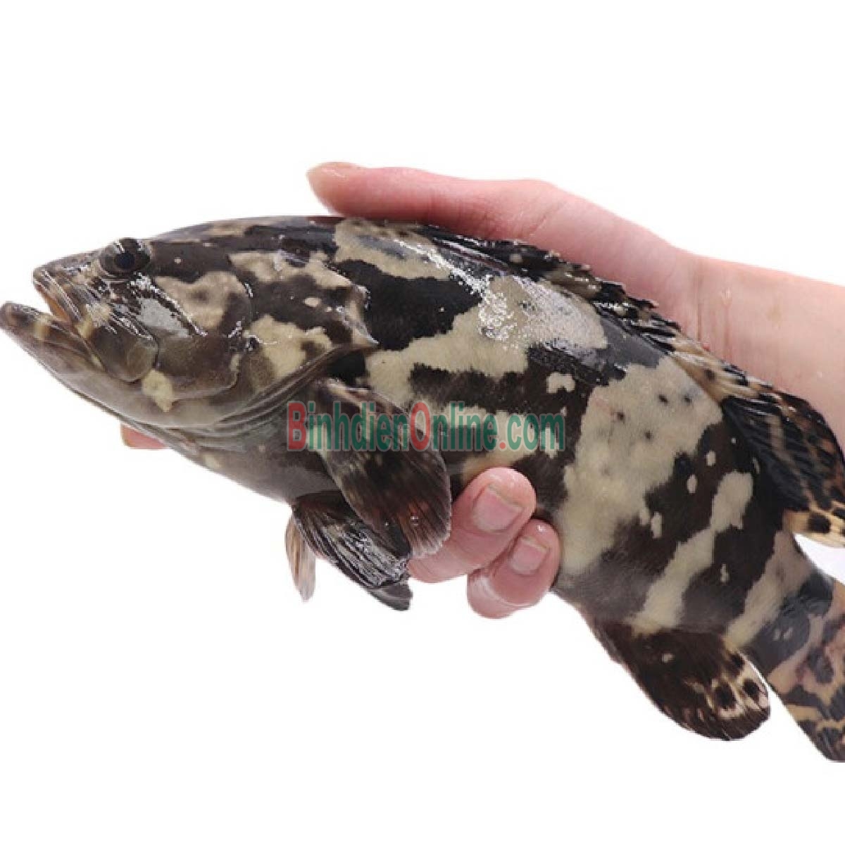 Cá mú bông  còn sống- cá biển ngon, ngọt 1,4-1,6 kg/con Xuất xứ Kiên Giang