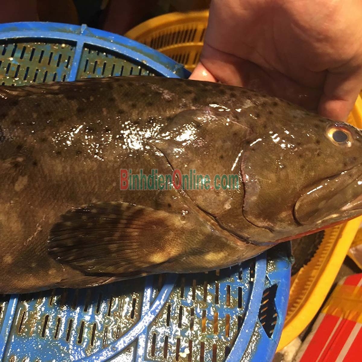 Cá mú bông  còn sống- cá biển ngon, ngọt 2,5-3 kg/con Xuất xứ Khánh Hòa