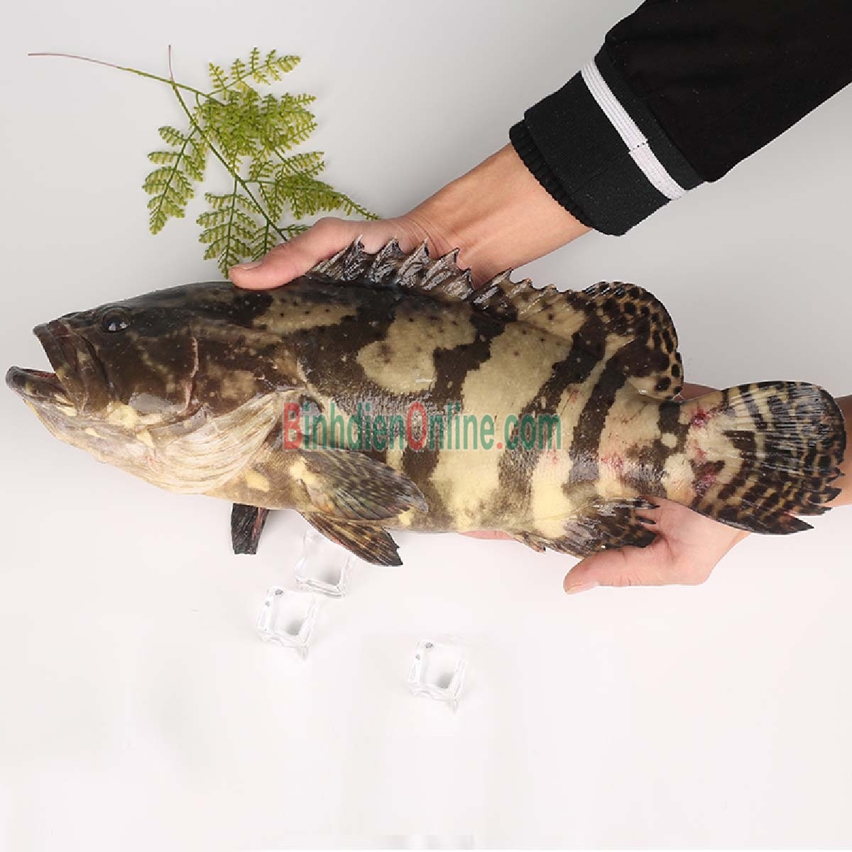 Cá mú bông loại 1 đã làm sạch 1,2-1,4 kg/con Xuất xứ Bạc Liêu