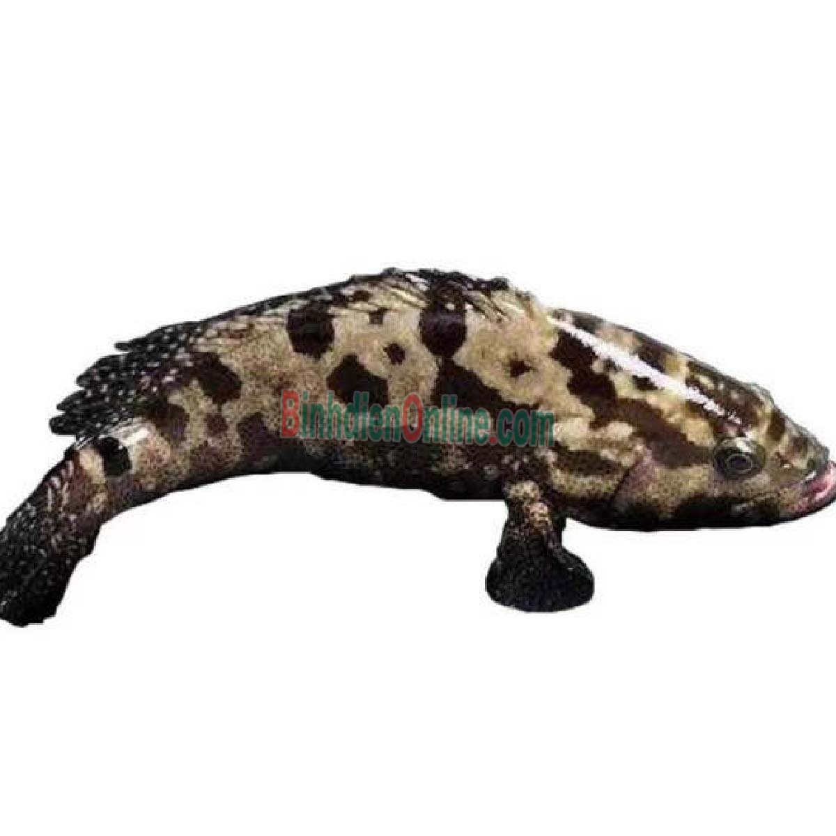 Cá mú bông  còn sống, vừa đánh bắt 1,2-1,4 kg/con Xuất xứ Bình Thuận
