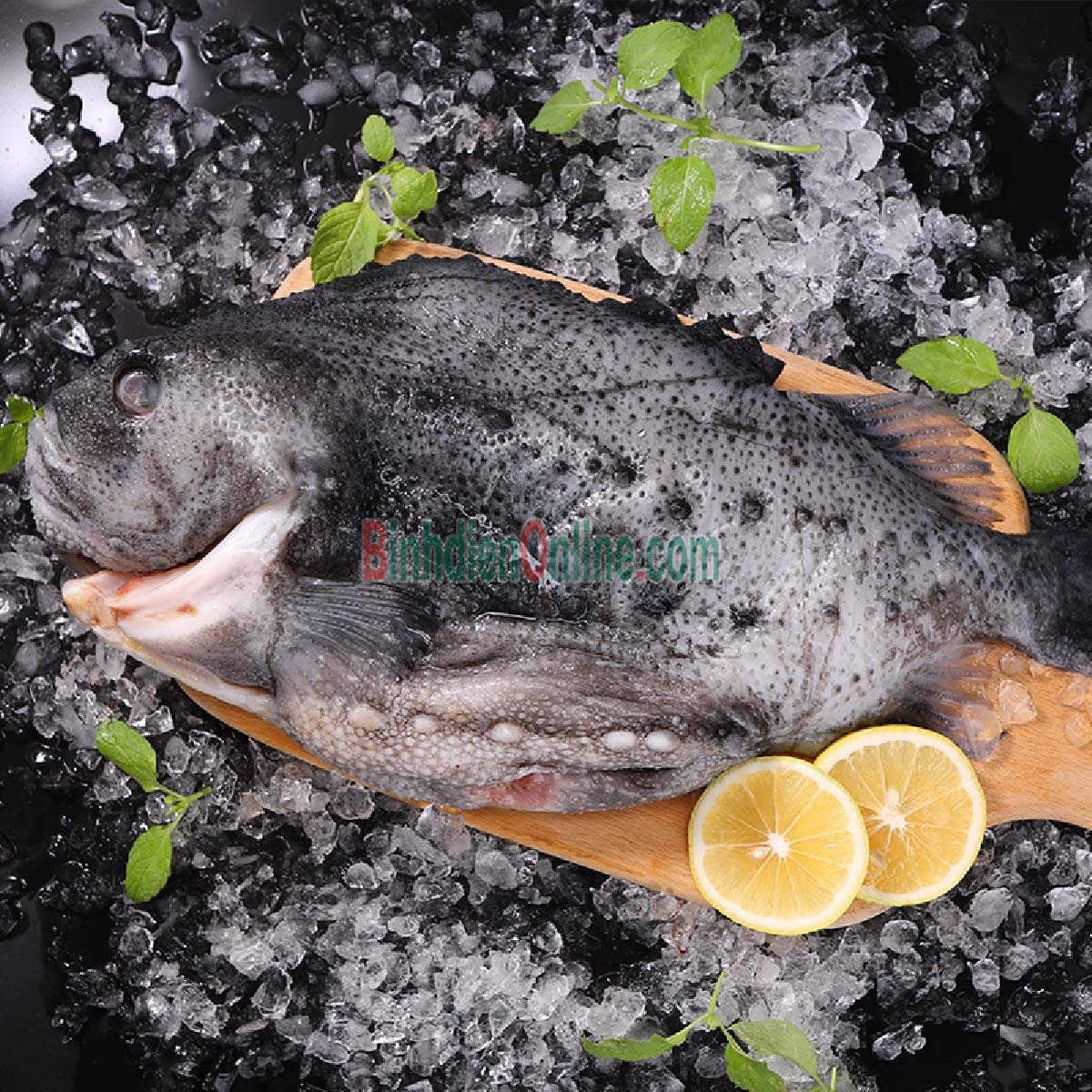 Cá mú bông  tươi sống, đảm bảo ngon 1,6-1,8 kg/con Xuất xứ Kiên Giang