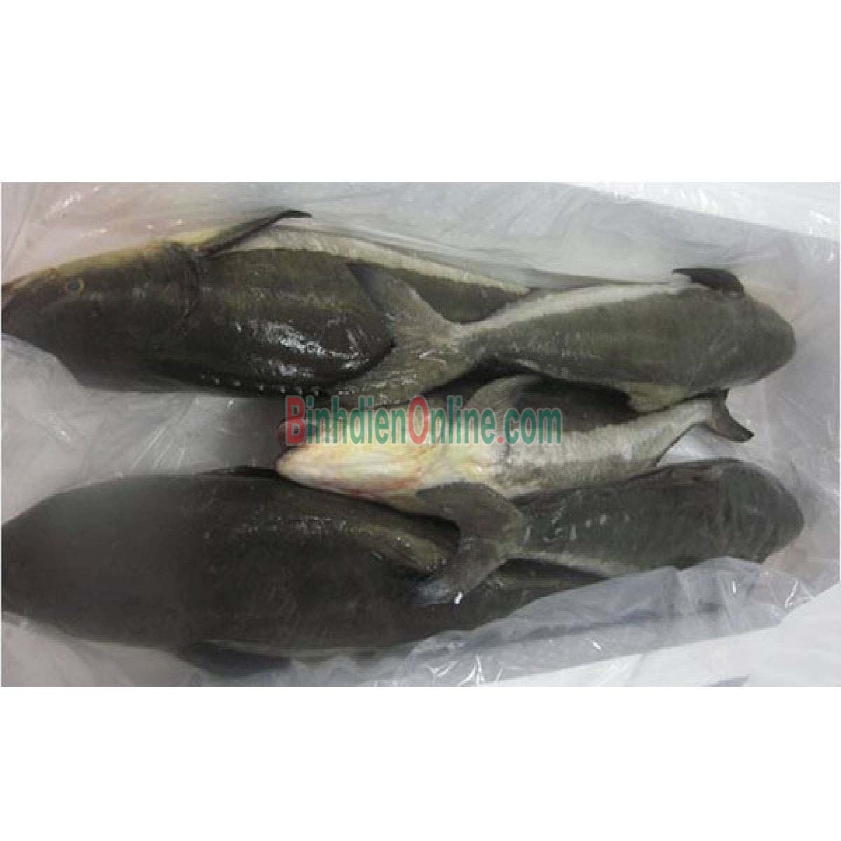 Cá bớp sống, nuôi an toàn còn bơi 2-3 kg/con Xuất xứ Bình Thuận