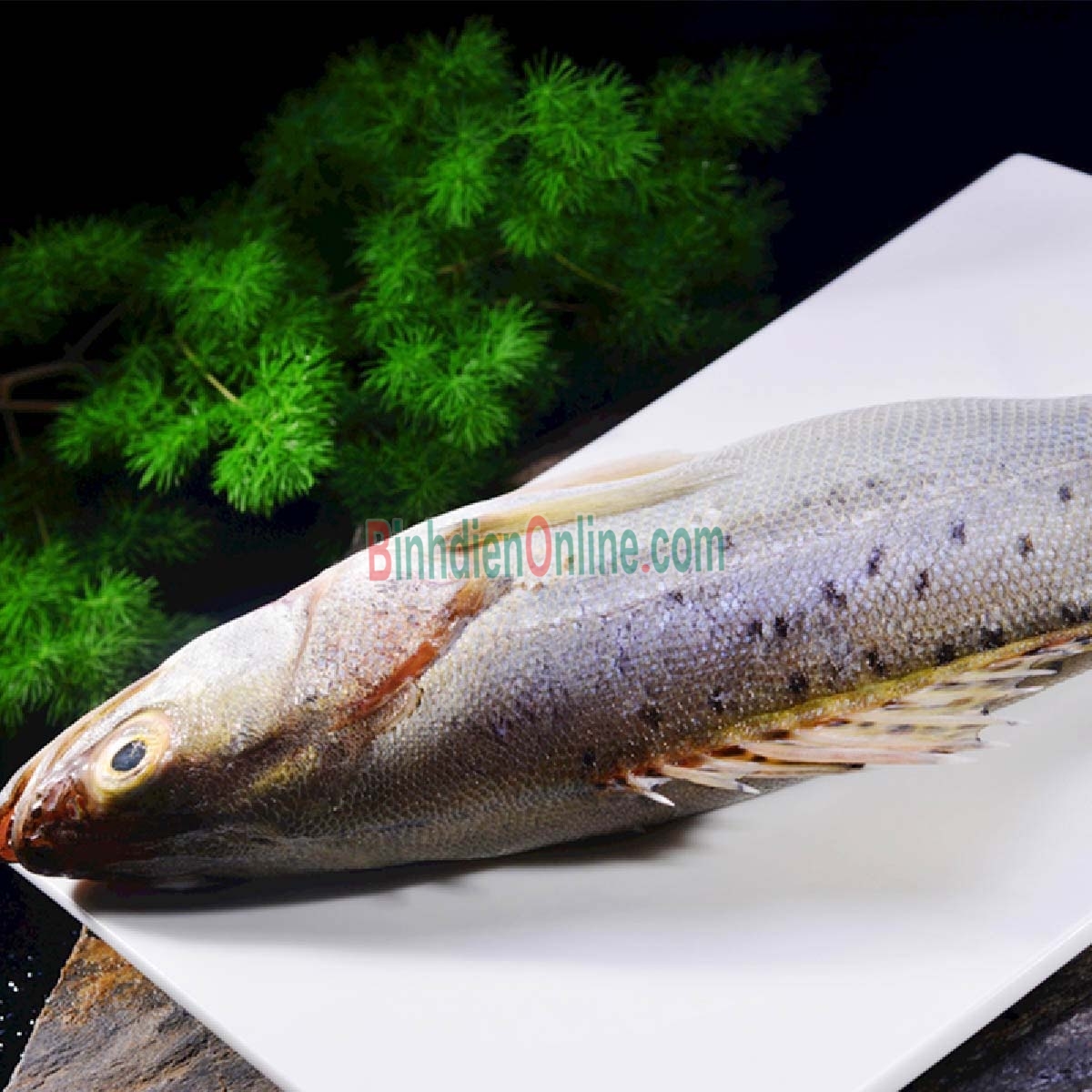 Cá chẽm sống, nuôi an toàn VietGAP loại 1 4-5 kg/con Xuất xứ Khánh Hòa