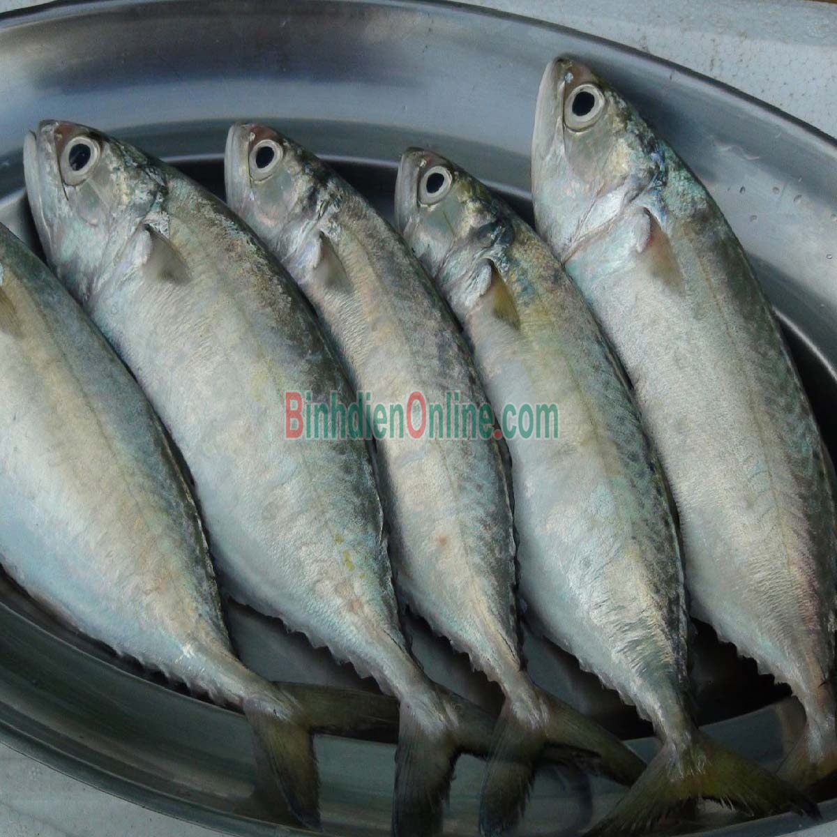 Cá ngân tươi nguyên con loại 1 5-6 con/kg Xuất xứ Khánh Hòa