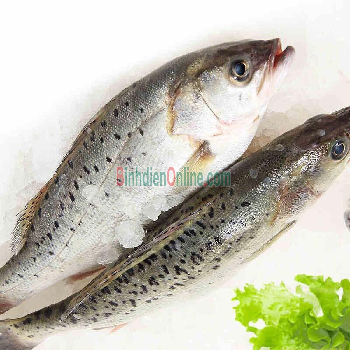 Cá chẽm tươi sống từ thiên nhiên giá tốt 1-2 kg/con Xuất xứ Bạc Liêu
