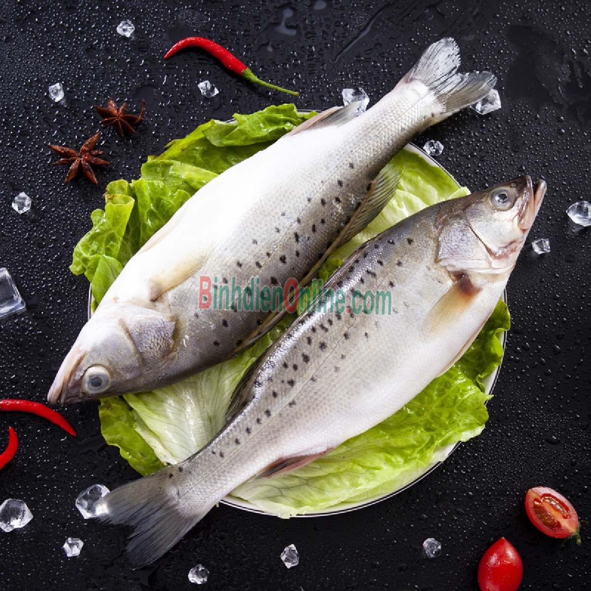 Cá chẽm thiên nhiên sống vừa đánh bắt 6-8 kg/con Xuất xứ Bình Thuận