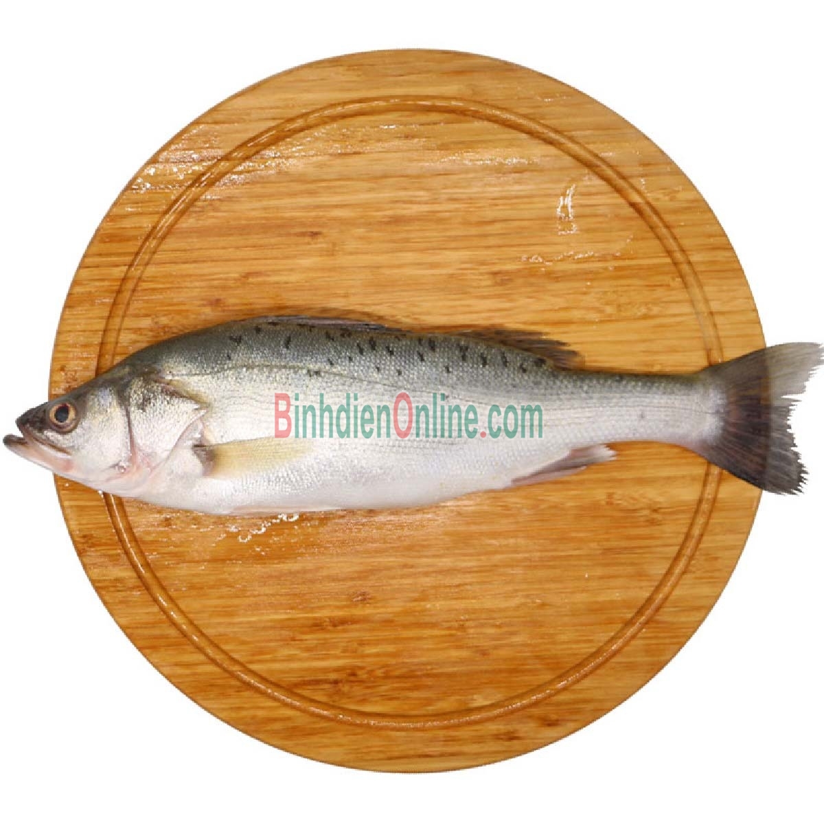 Cá chẽm sống, nuôi an toàn VietGAP loại 1 3-4 kg/con Xuất xứ Bình Thuận