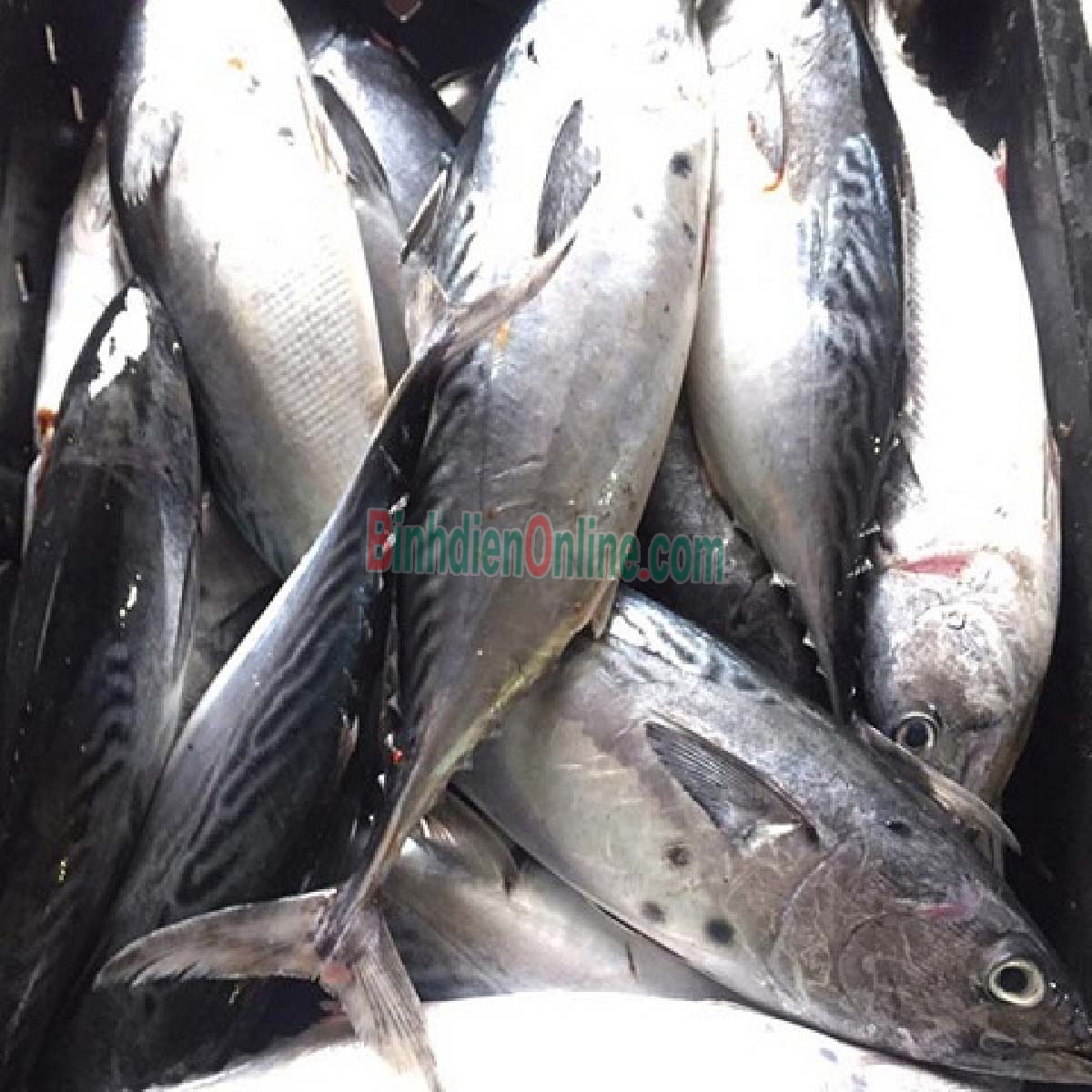 Cá ngừ tươi nguyên con tươi ngon, chắc thịt 1,5-2 kg/con Xuất xứ Khánh Hòa