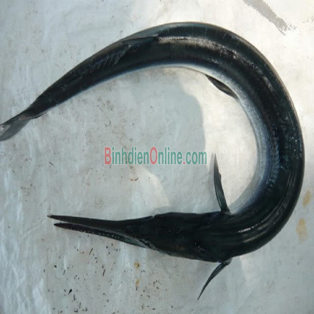 Cá xương xanh nguyên con tươi mới và an toàn 2-2,5 kg/con Xuất xứ Kiên Giang