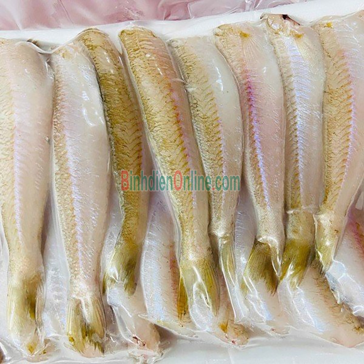 Cá bống đục loại 1 mới đánh bắt Loại lớn Xuất xứ Bến Tre
