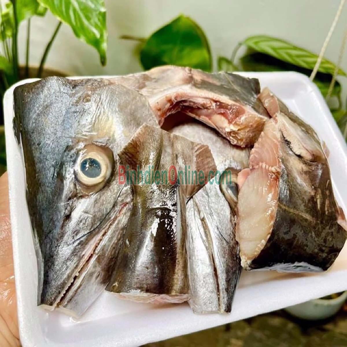Đầu cá bớp tươi ngon giá tốt 15-2 kg/đầu Xuất xứ Vũng Tàu