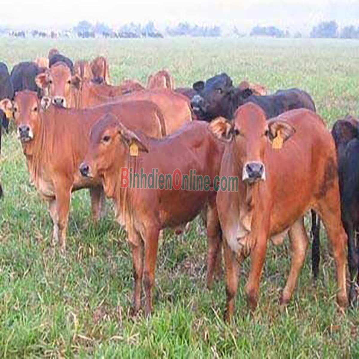 Thịt bê tươi lóc da hảo hạng, nuôi thiên nhiên đồng cỏ Bán theo kg Xuất xứ Bình Phước