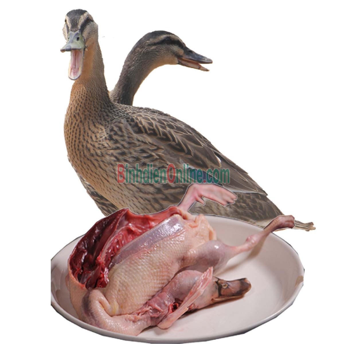 Vịt cỏ  còn sống loại 1 đảm bảo ngon và an toàn 1,5-2 kg/con Xuất xứ Bình Dương