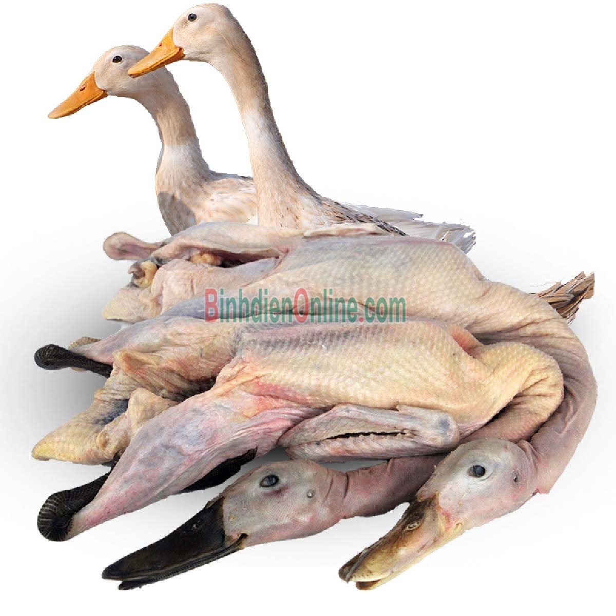 Vịt cỏ  sống, làm sạch, nuôi thả tự nhiên 1,5-2 kg/con Xuất xứ Đồng Tháp