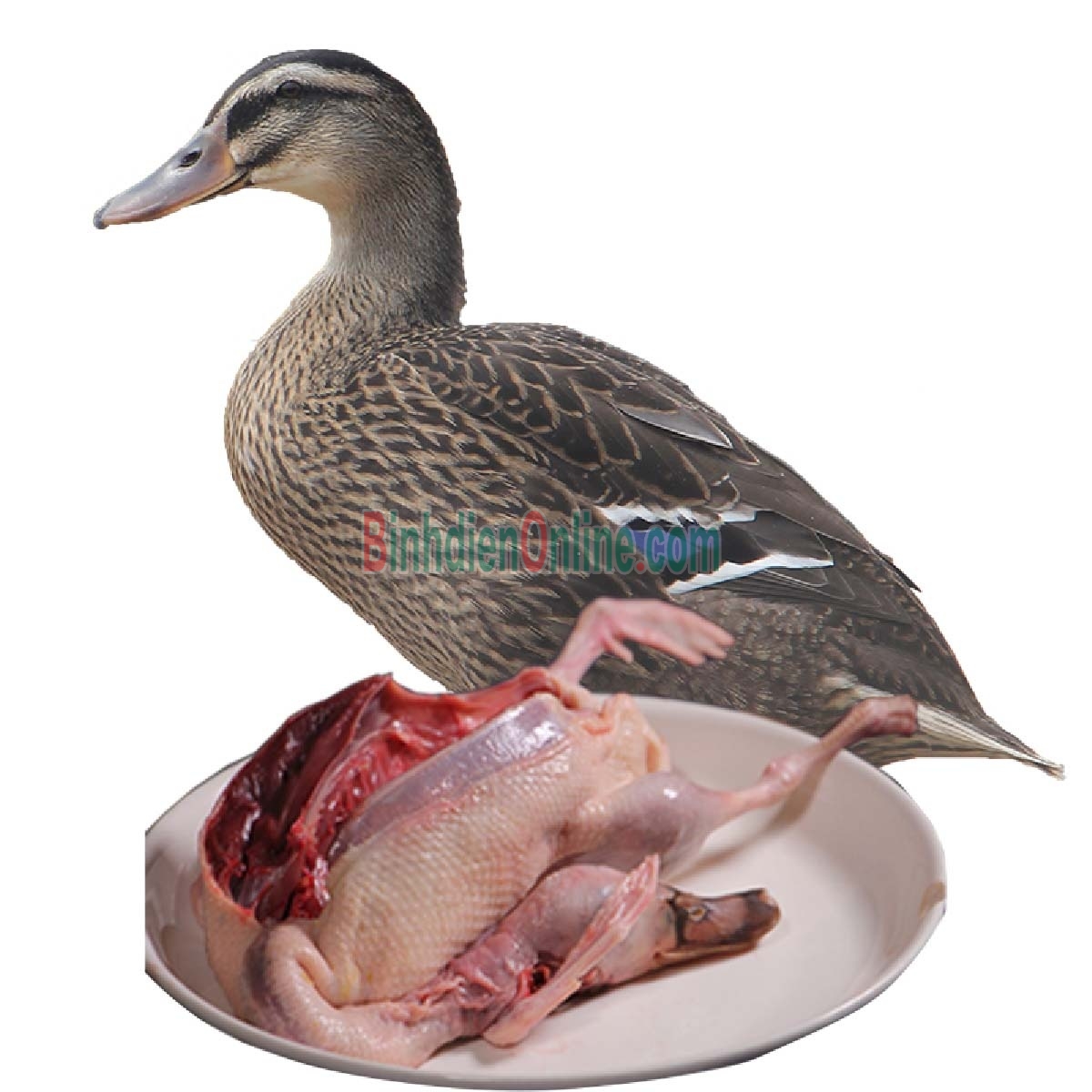 Vịt cỏ  còn sống loại 1 đảm bảo ngon và an toàn 2,5-3 kg/con Xuất xứ Đồng Nai