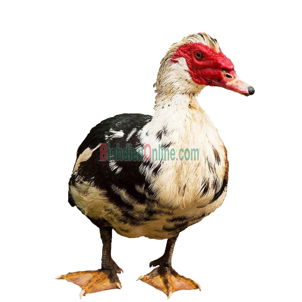 Vịt xiêm  sống, nuôi thiên nhiên giá tốt 4-5 kg/con Xuất xứ Tây Ninh