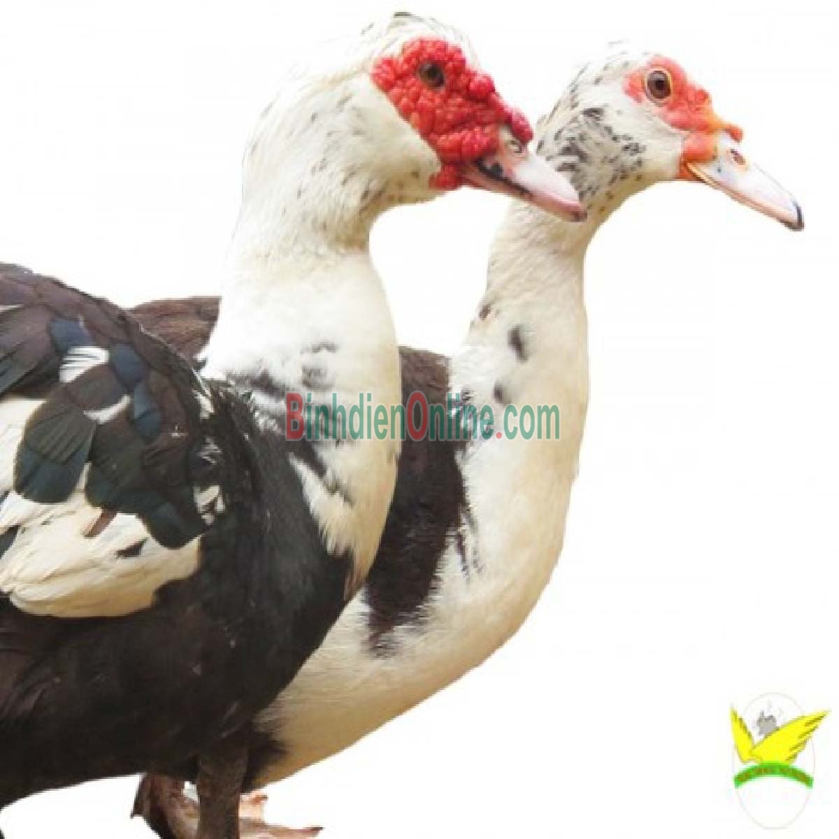 Vịt xiêm  sống, nuôi thiên nhiên giá tốt 3-4 kg/con Xuất xứ Tây Ninh