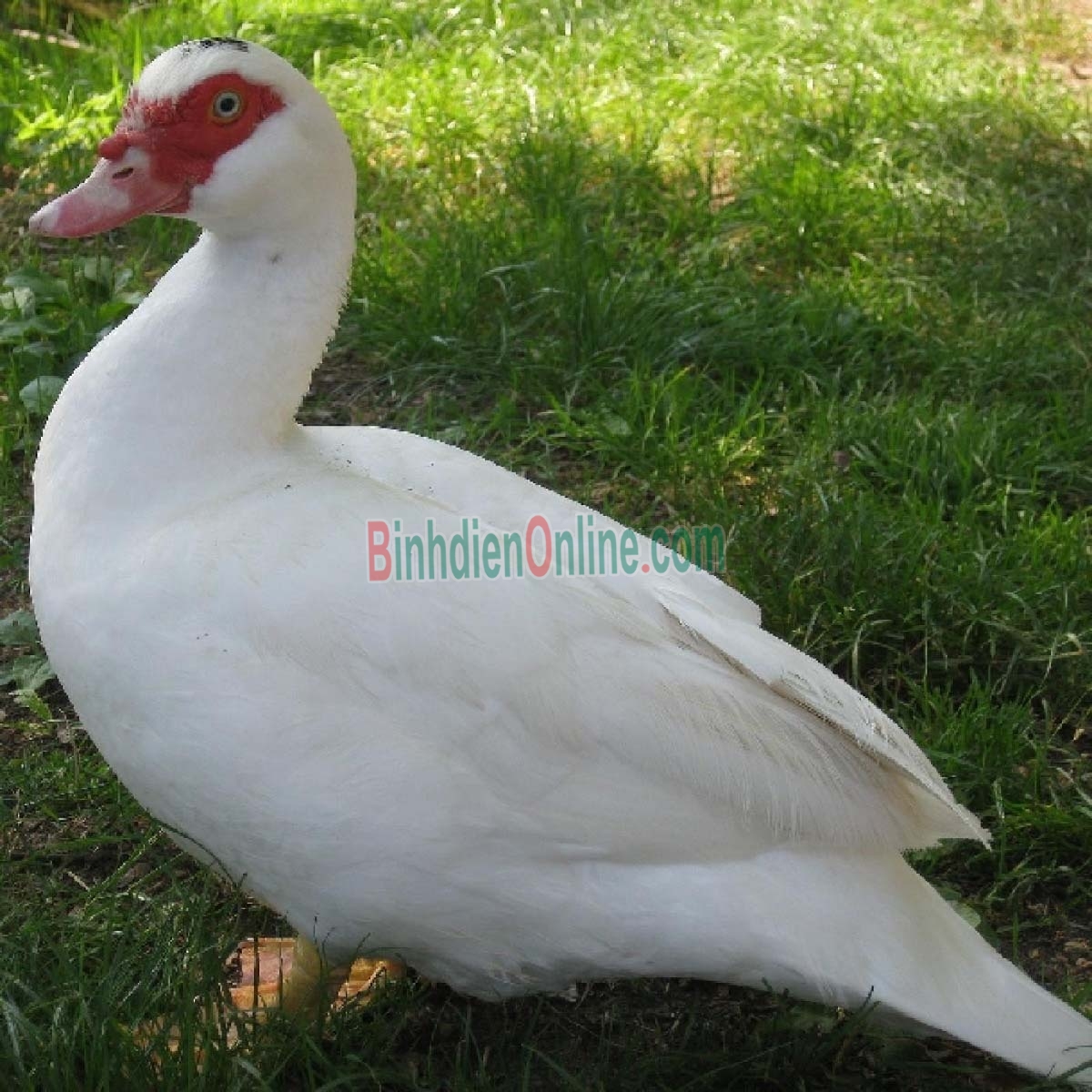 Vịt xiêm sống, nuôi thiên nhiên giá tốt 2,5-3 kg/con Xuất xứ Bình Dương
